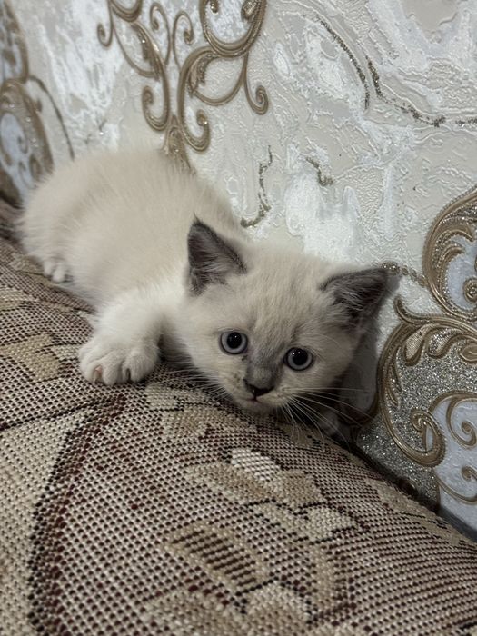 Срочно! Продается привитый котенок редкой породы Blue Point!