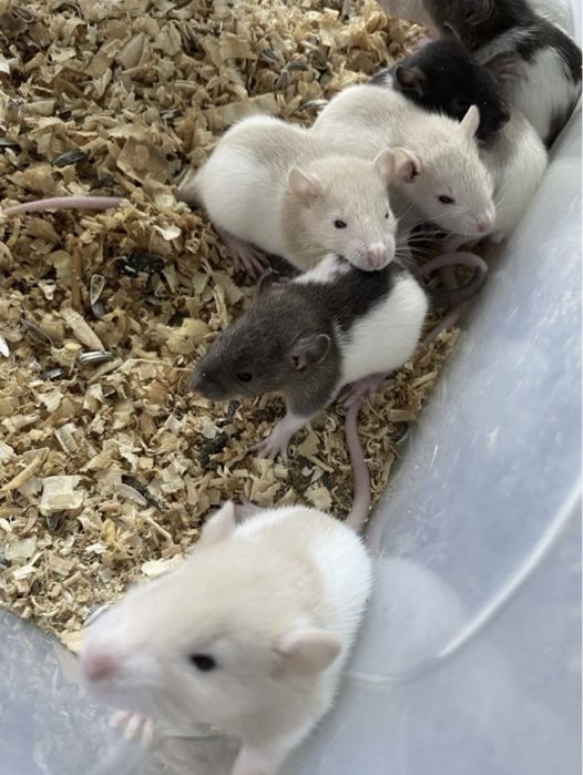 Vand sobolani dumbo de companie