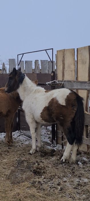 Екі ұрғашы жабағы сатылады