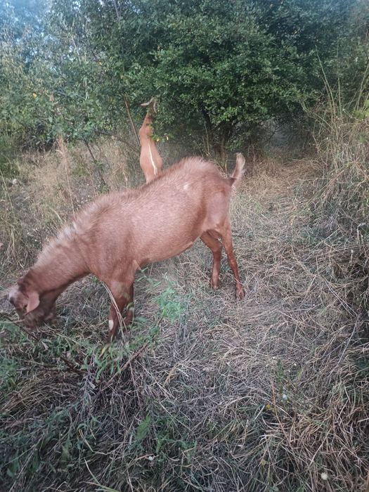 Vând țap de rasa