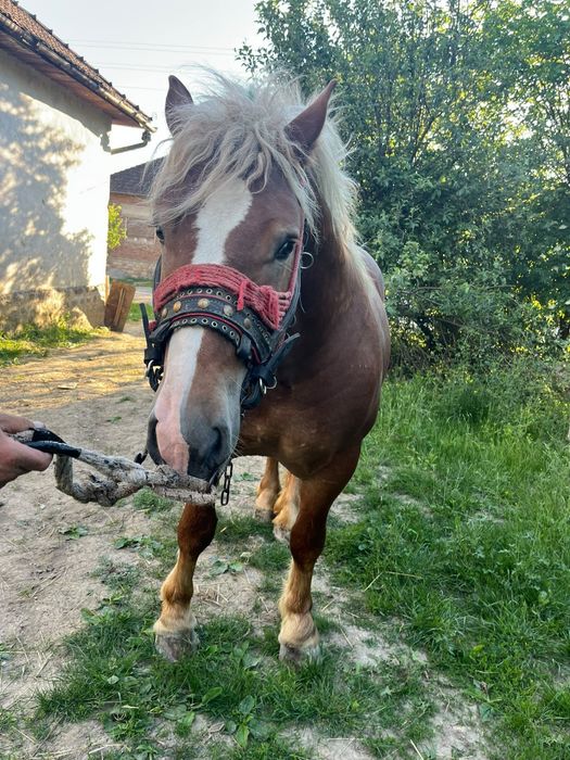 Armăsar de vânzare