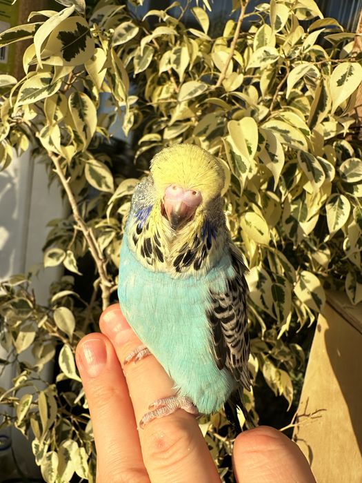 Выставочный волнистый Чех.