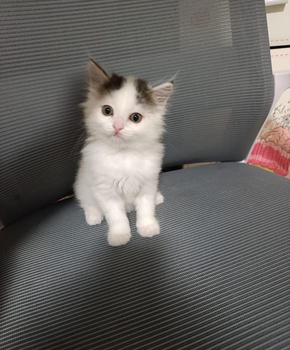 Отдам котёнка , девочка