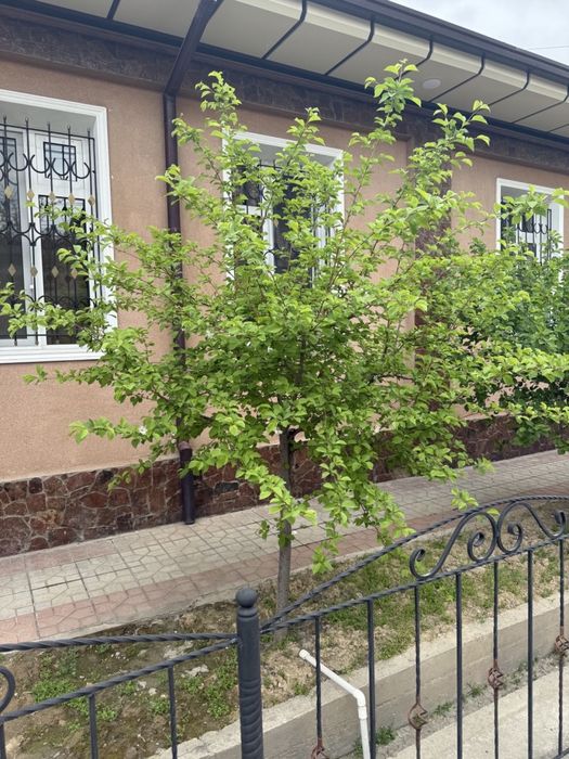 Продам свой дом 3.7 соток