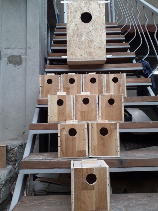 Papagali călugări,micul alex,ninfe,perusi și zebre australiene austral