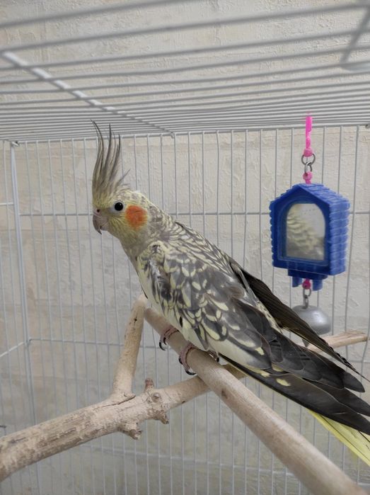 Кореллы Пара молодые