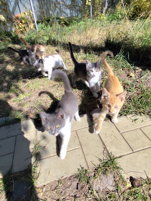 Котята от крысыловки.