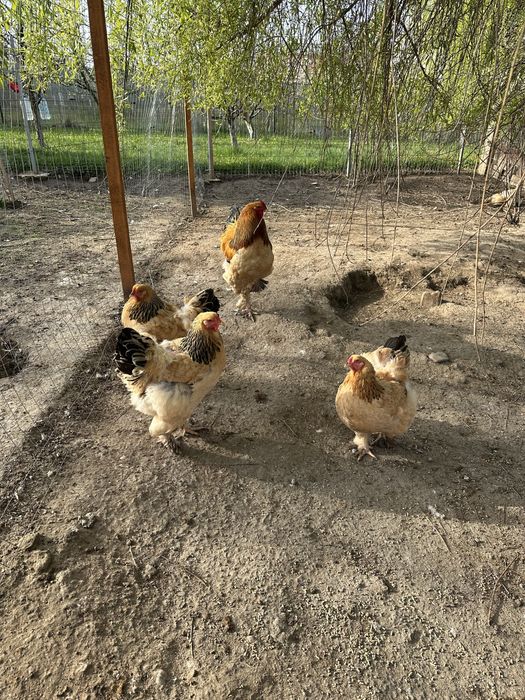 Brahma Colombian gaini cu cocosi