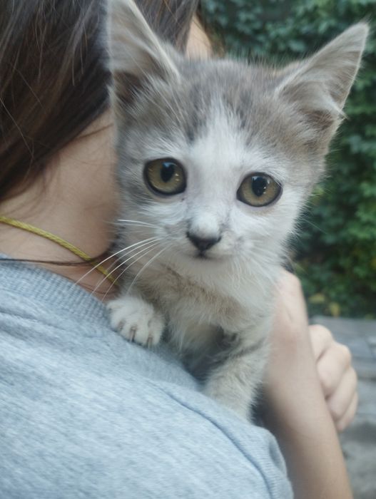 Котята в хорошие руки