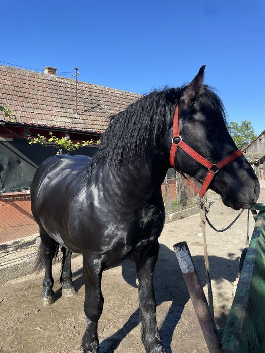 Manz negru de vanzare