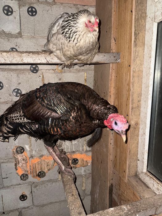 Индюк самец большой