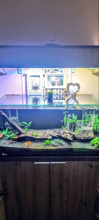 Acvariu Diversa 120 L +Stand+Pești