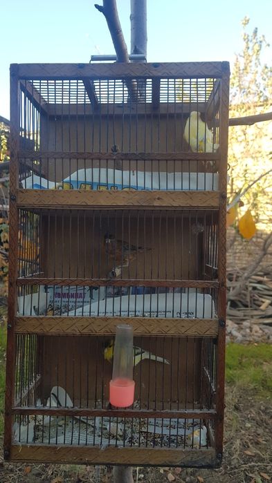 Кенер продаётся взрослый паюши красний дерева