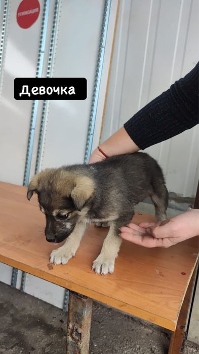 Пристраиваю шенков