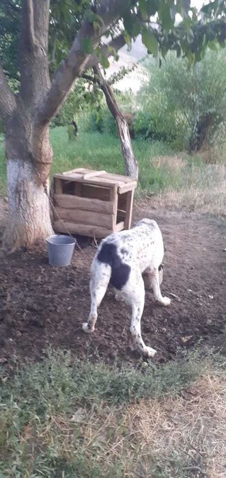 Алабаи сатылады.