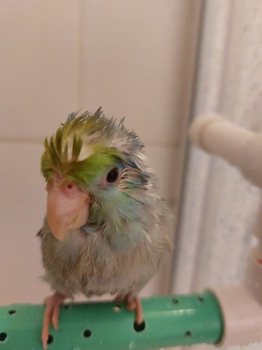 Papagal forpus mascul – crescut la seringă, foarte sociabil