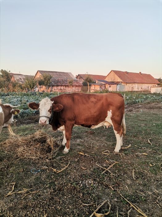 Vacă bălțată gestanta