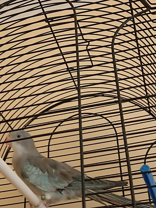 принцов  папагал