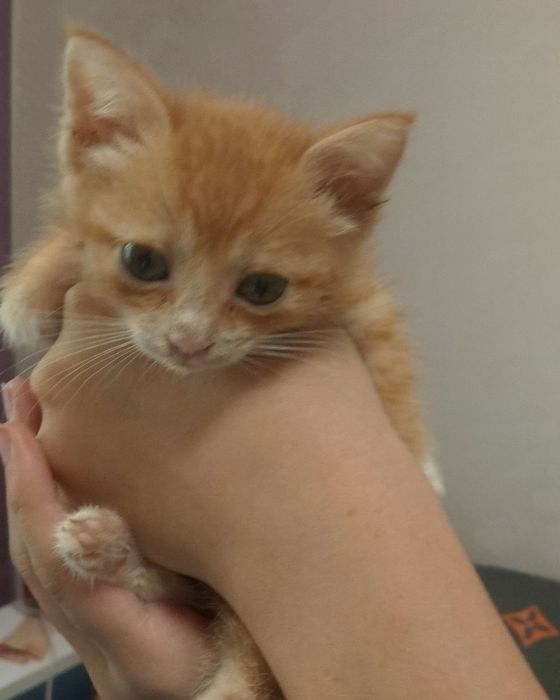 Котёнок  мальчик.. срочно  ищем дом.  Срочно