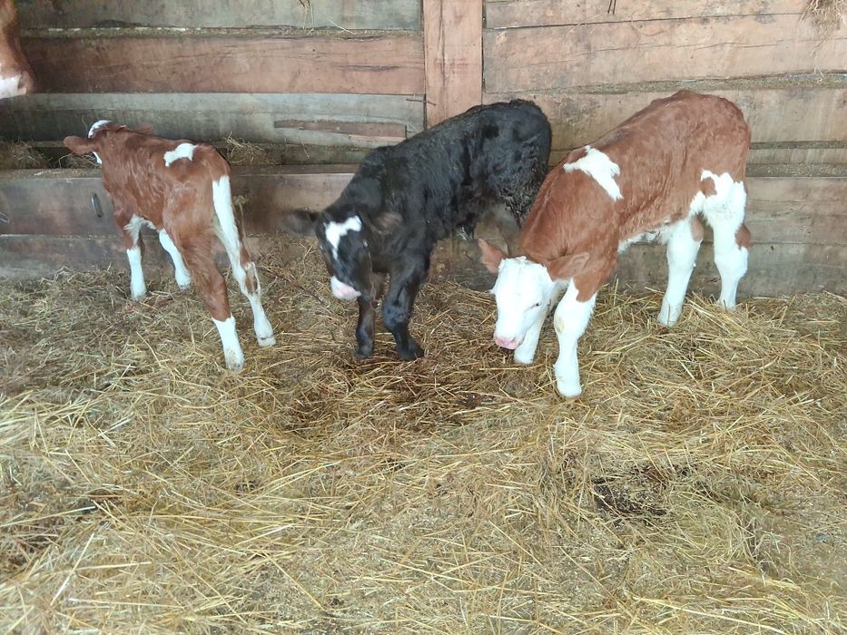 Vand 3 vitei frumosi