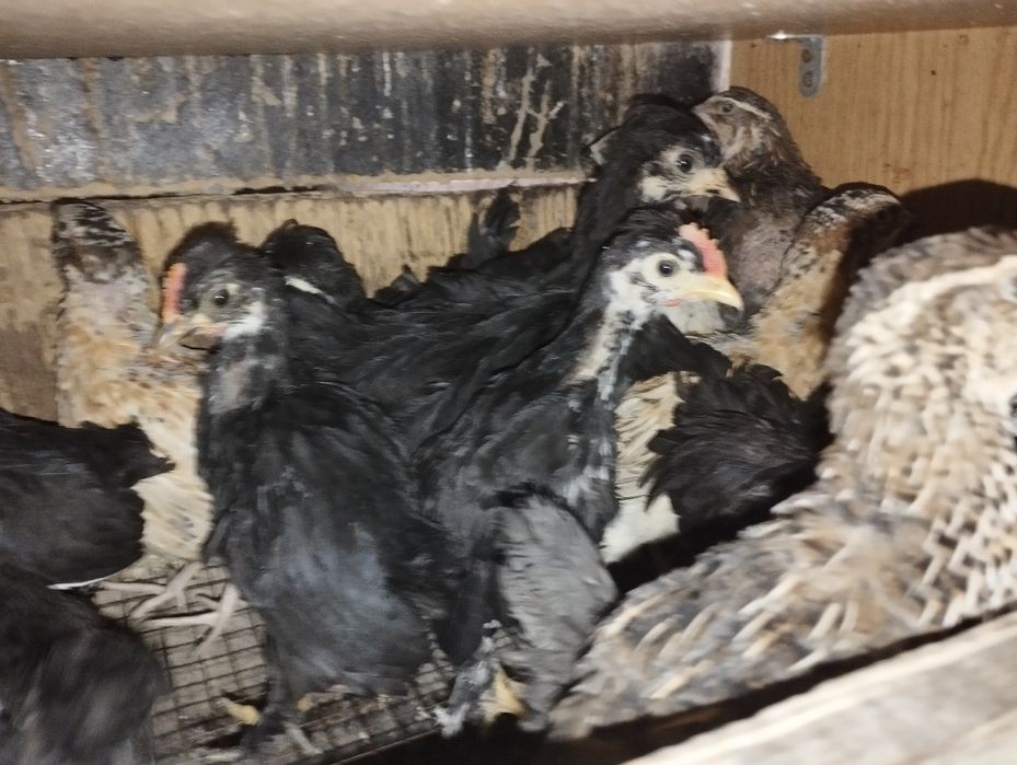 Бентамкалар балапандары.