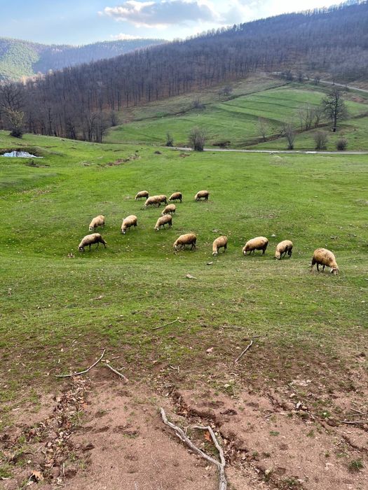 Овци за дамъзлък