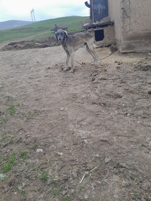 Тазы сатылады еркек