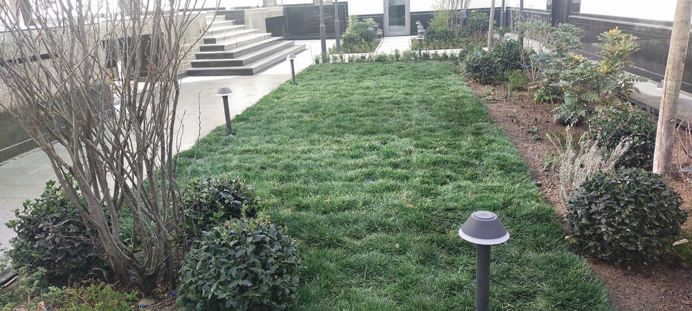 Gazon ekamiz yotgizamiz