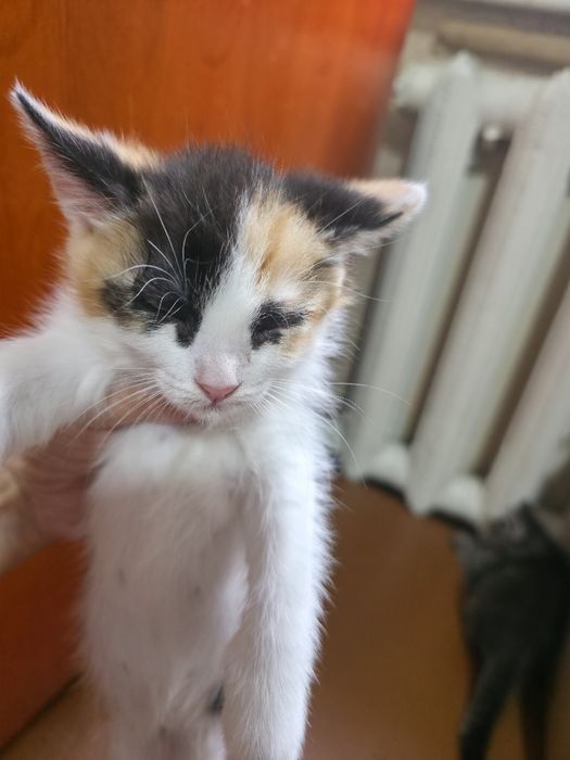 Котята домашние полтора месячные
