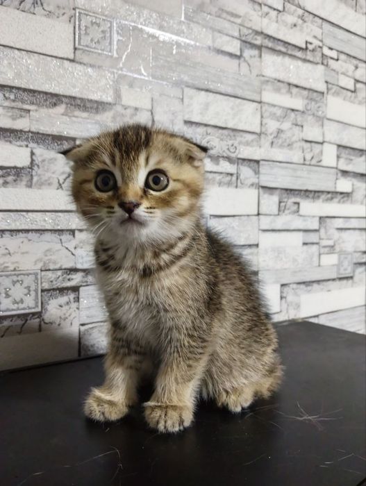 Кошка продам скоттиш фолд