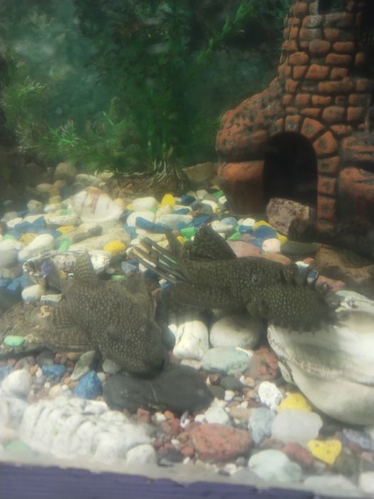 Продам рыб Аквариумных