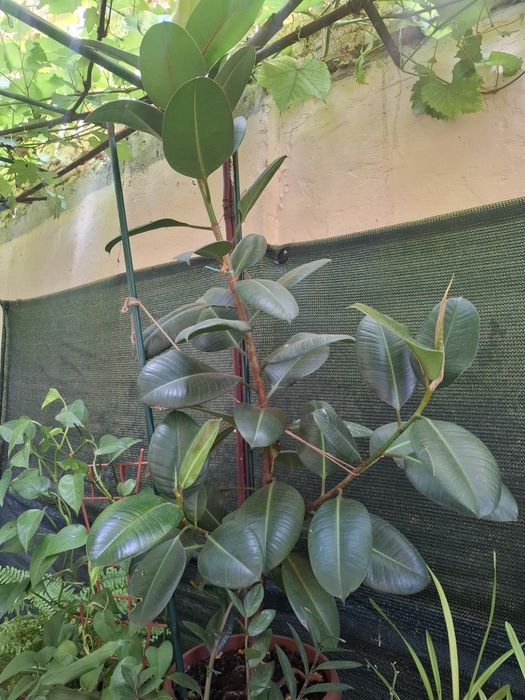 Ficus aprox 1,70 cm inaltime
