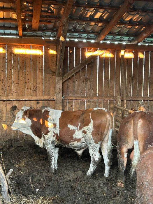 Vand 11 vitei, 4 baltata romaneasca, 11 angus