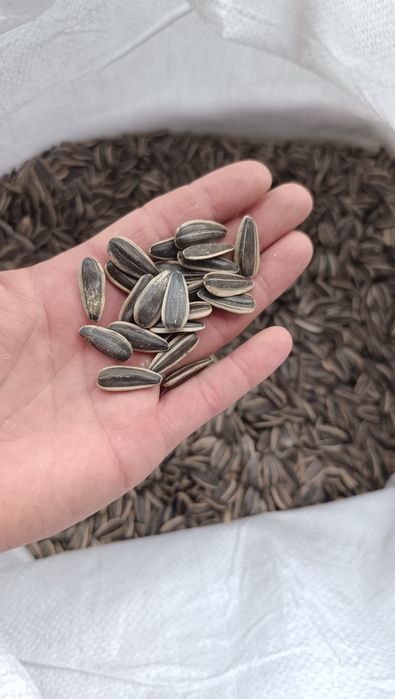 Semichka sotiladi xtoy
