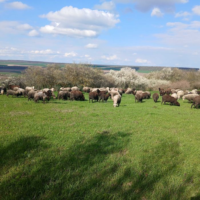 Продавам 150 броя Овце