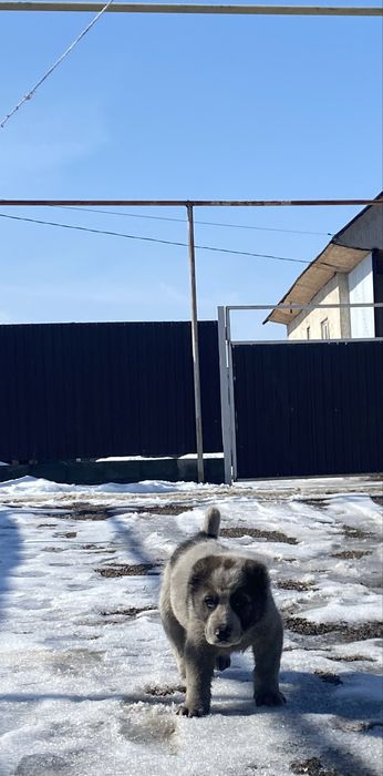 Сатылады Алабай Еркек Тарғарда тұр