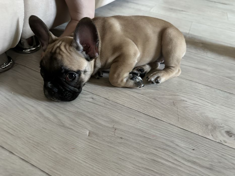 Французский бульдог