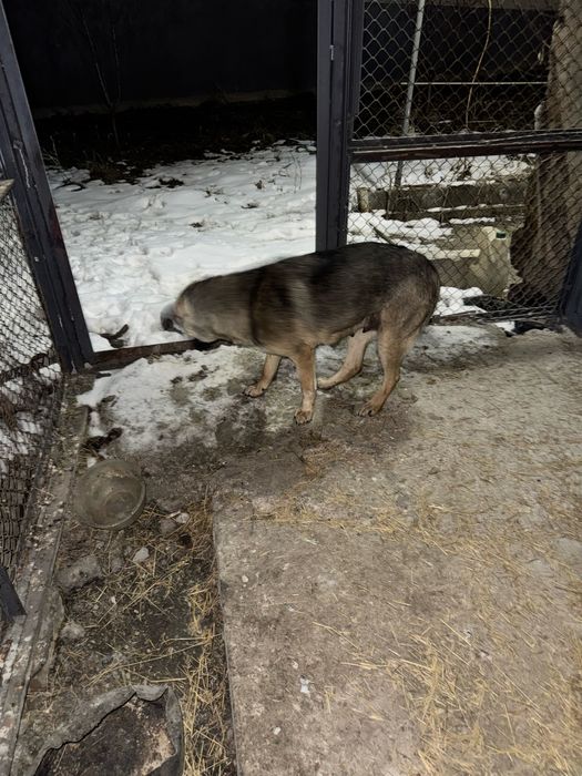 Отдам в добрые руки щенков с собакой