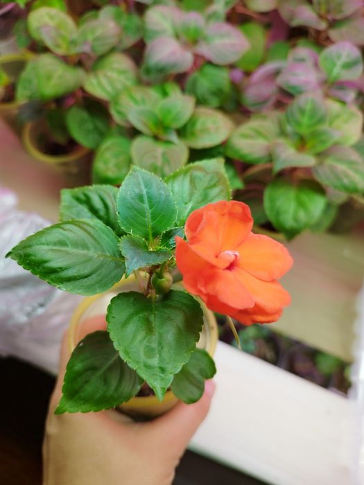 Бальзамин Оранжери Бронз