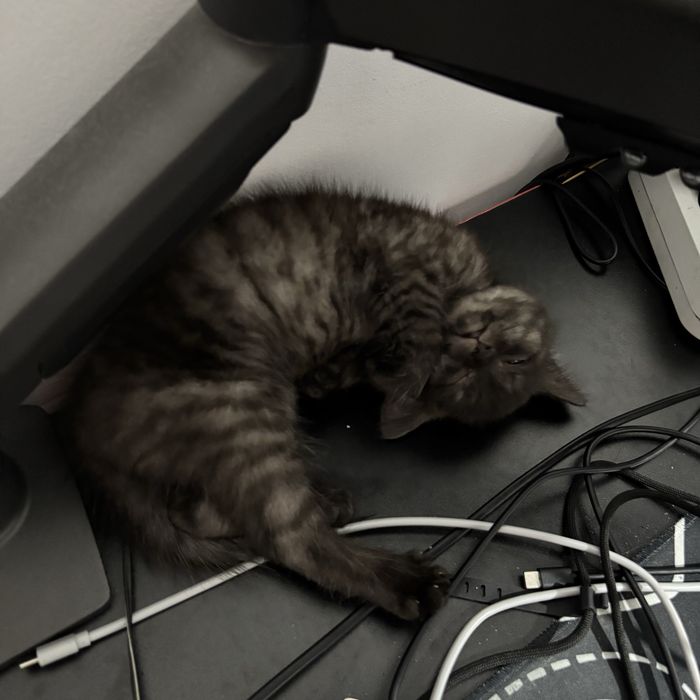Отдам котенка в добрые руки