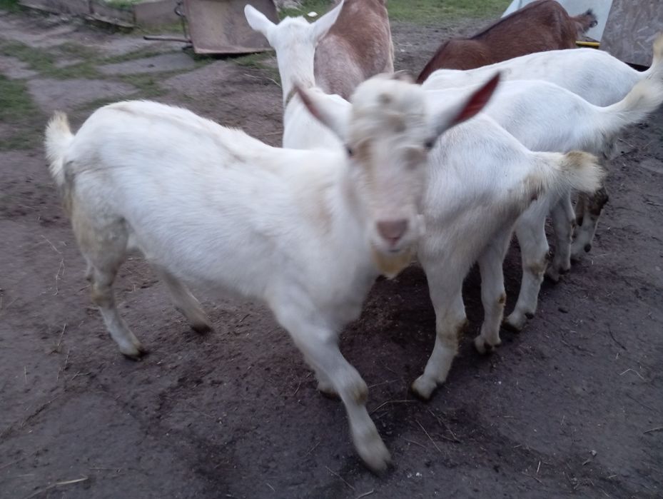 Țap saanen de vânzare