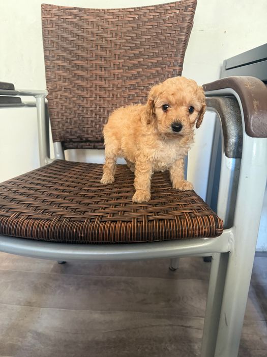 Toy pudel momçe i momiçe