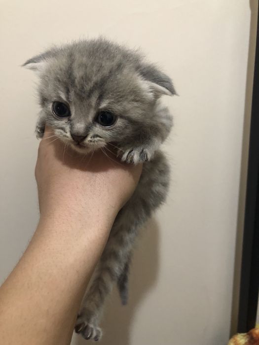 fold 1 yarim oylik sotiladi 2ta