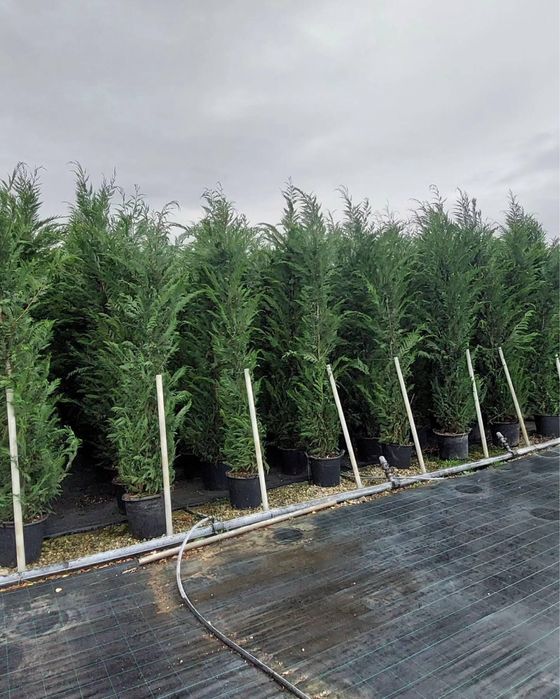 Super oferta ! Leylandii