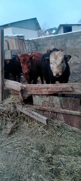 Сельхоз животные бычки