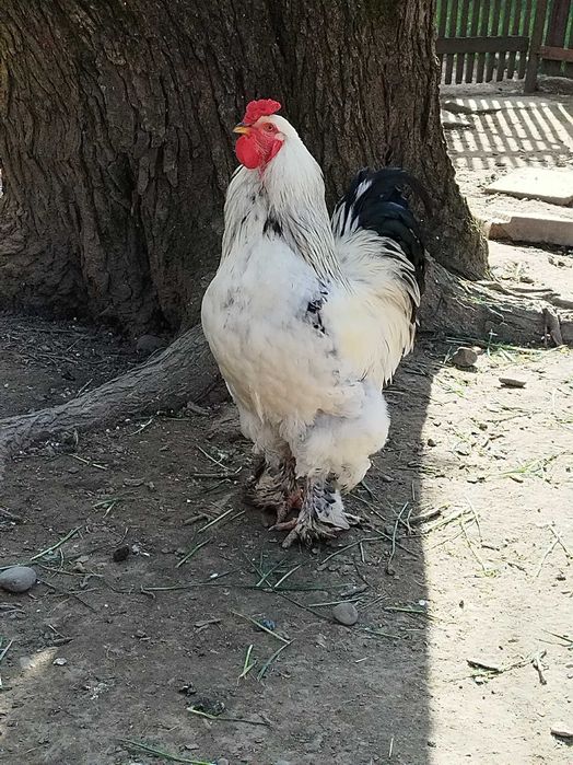 Cocoș Brahma și 5 puicuțe de Brahma