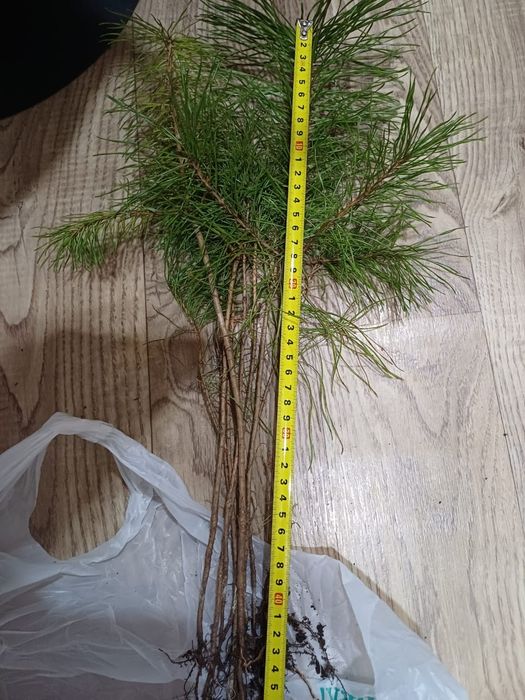 Распродажа сеянцев сосны