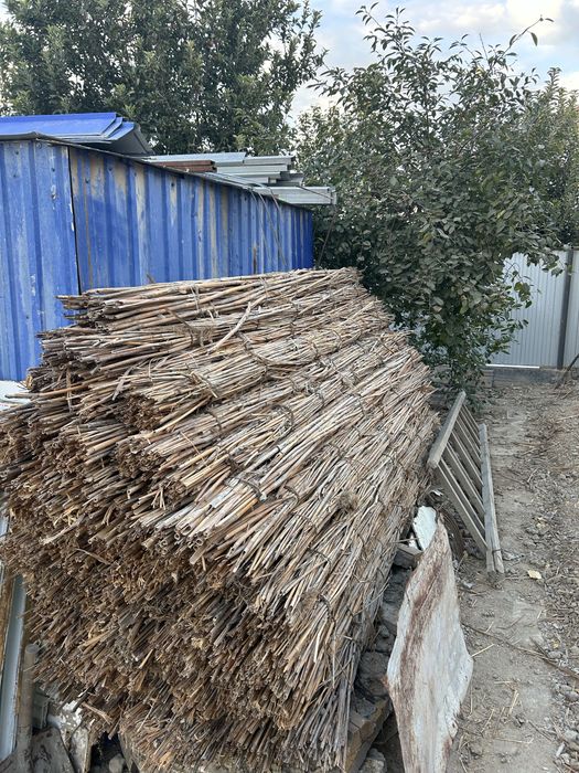 Бау  камыс.