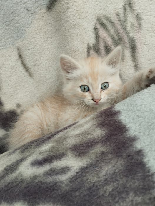 Отдам котят в добрые руки