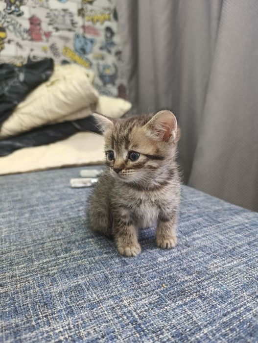 котята шотладнские